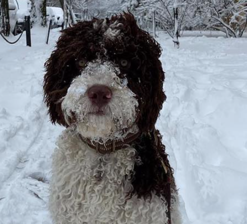 dog
