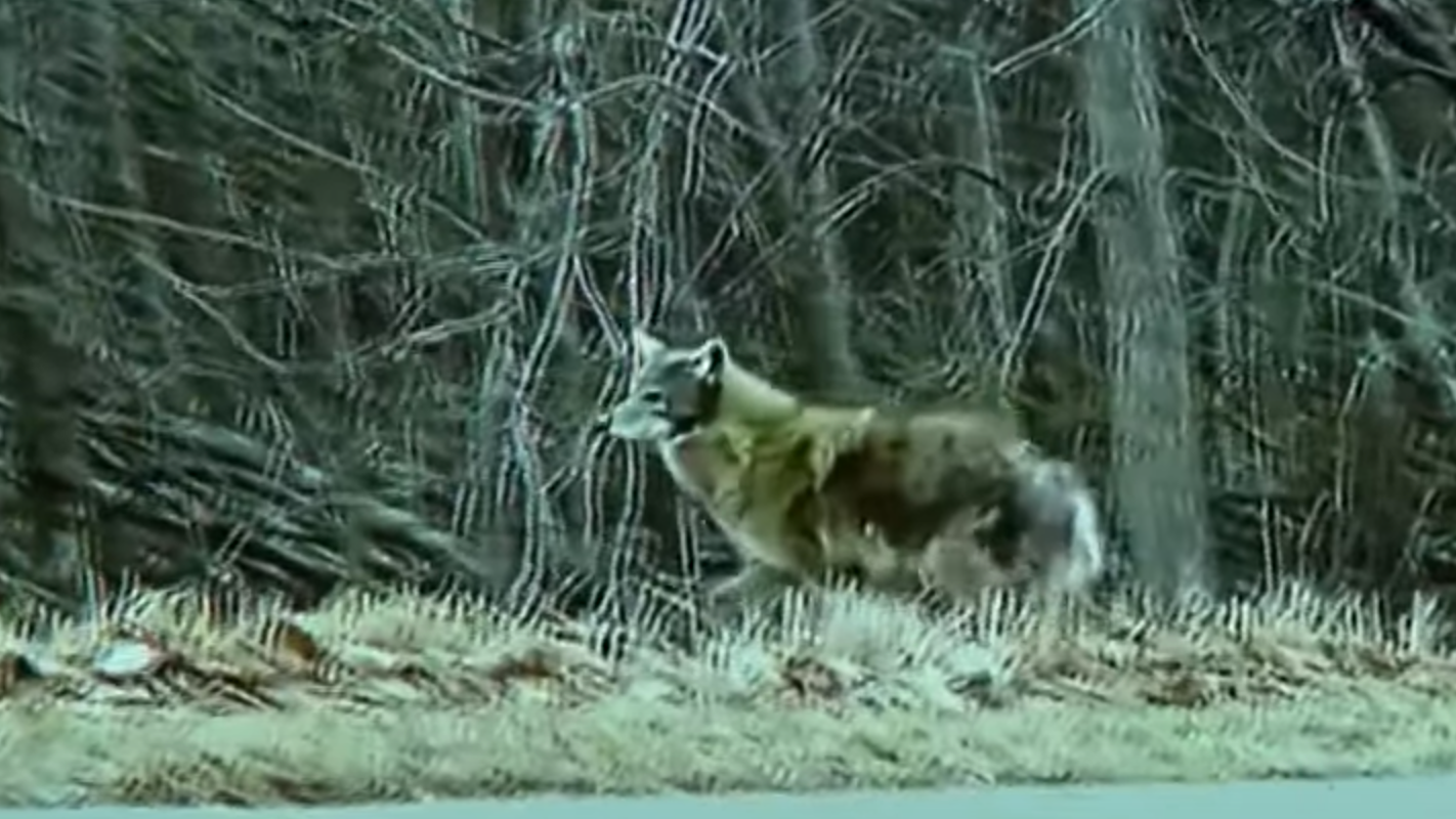 Popular Bolingbrook trail closed after woman, dog attacked by coyote