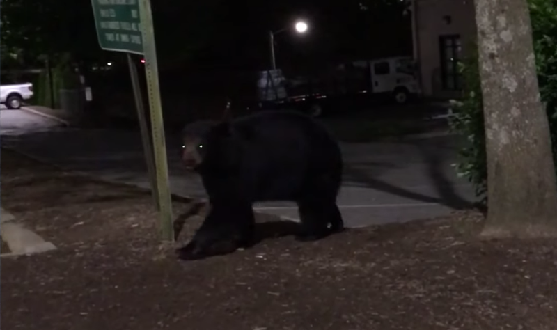 bear
