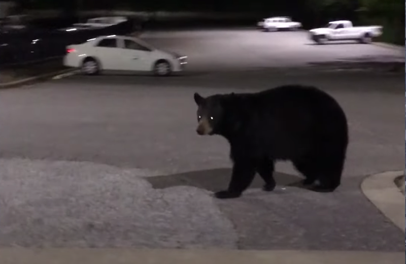 bear