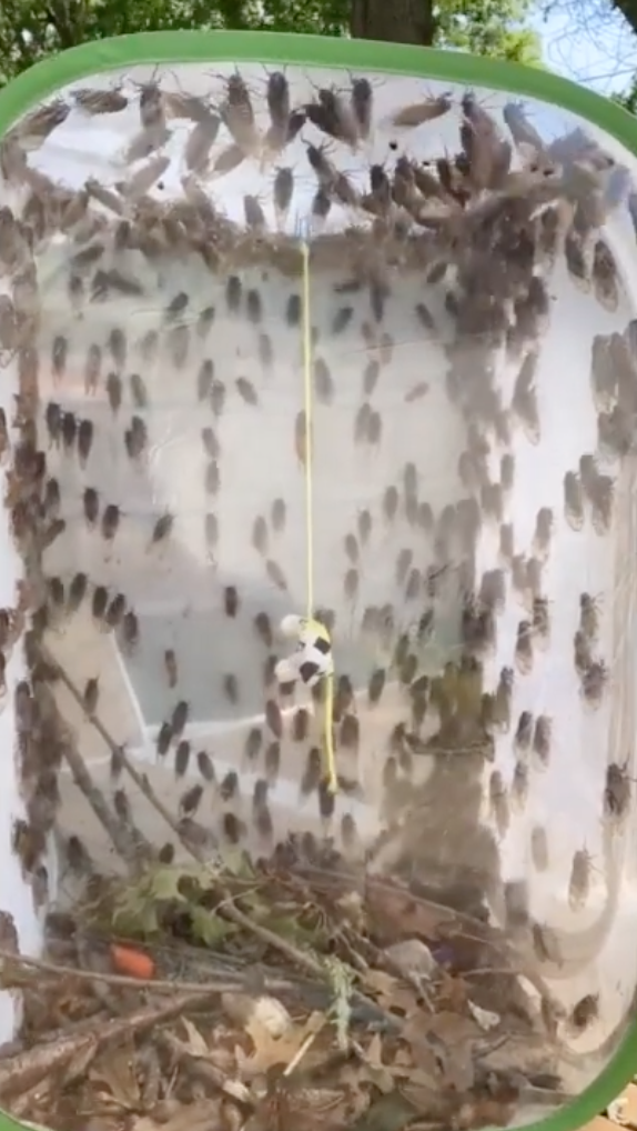 cicadas