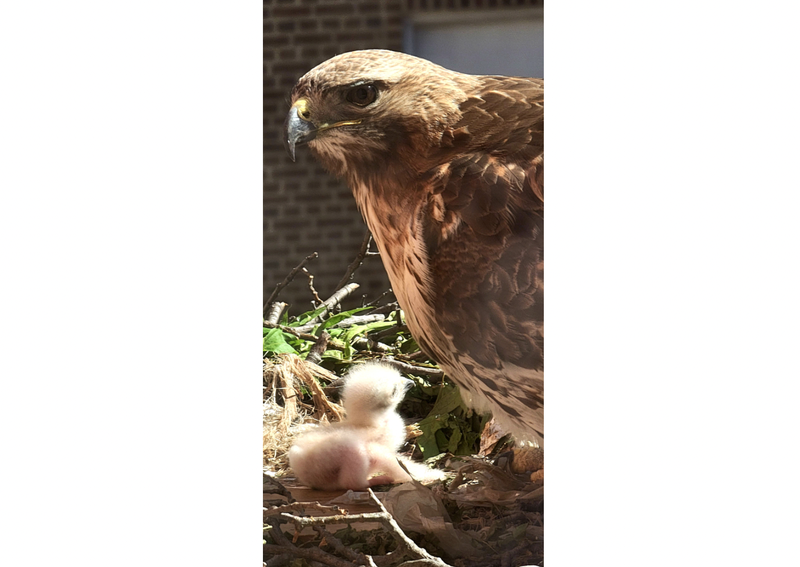 Hawk