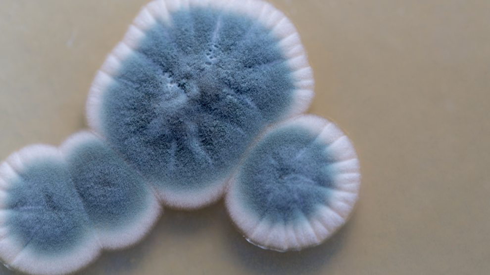 Idea for 'official state microbe' grows on Illinois lawmakers