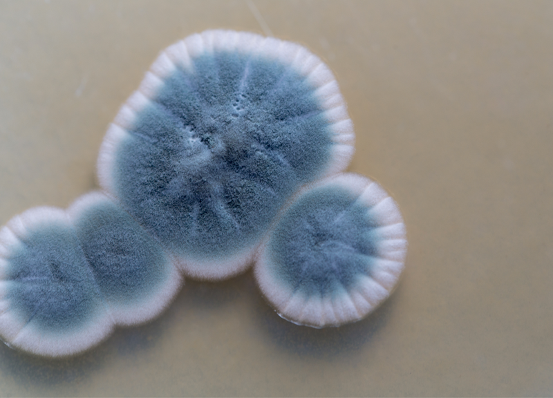 mold