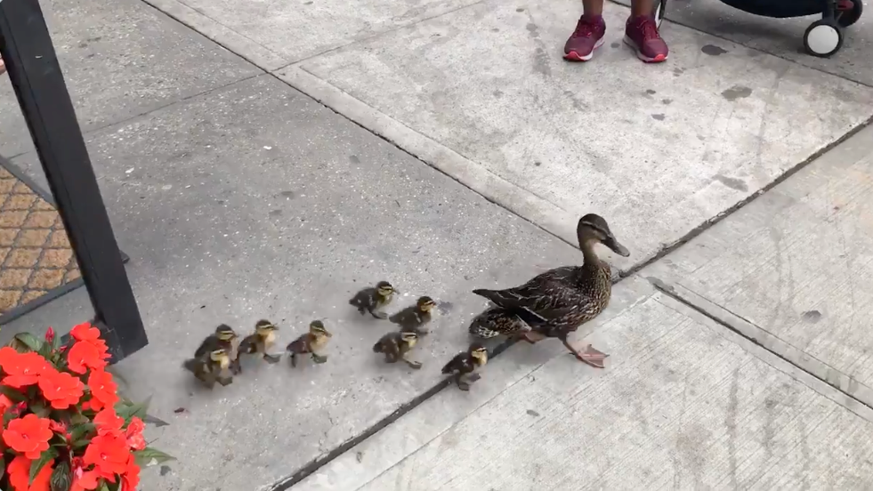 VIDEO: Ducklings stop by Brooklyn bagel shop after braving busy avenue