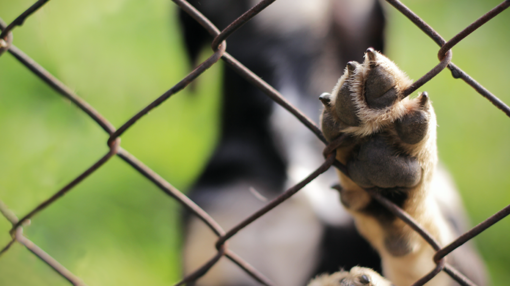 Lake County health department tracing dogs after O'Hare rabies case