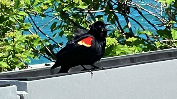 The dive-bombing continues along Chicago's lakefront