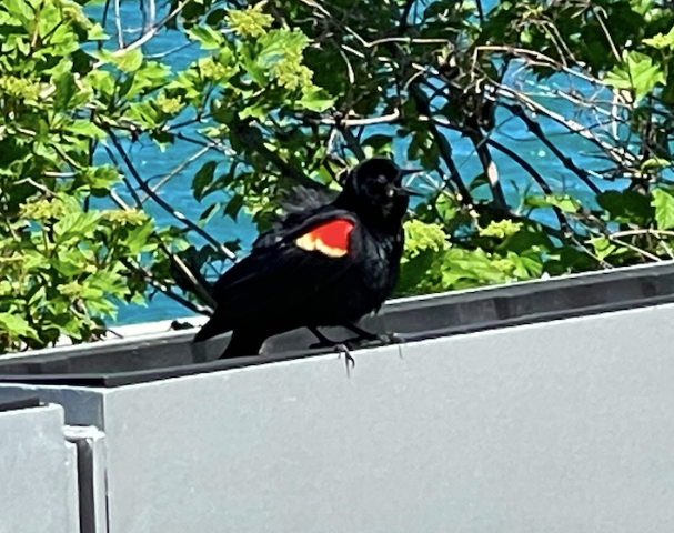 bird