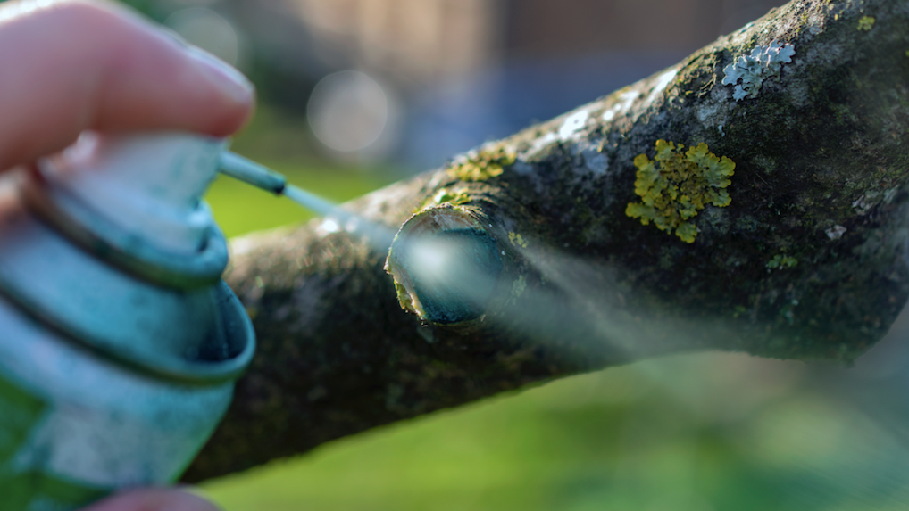 Bad human! Dog owner ticketed for spraying sealer on gnawed trees