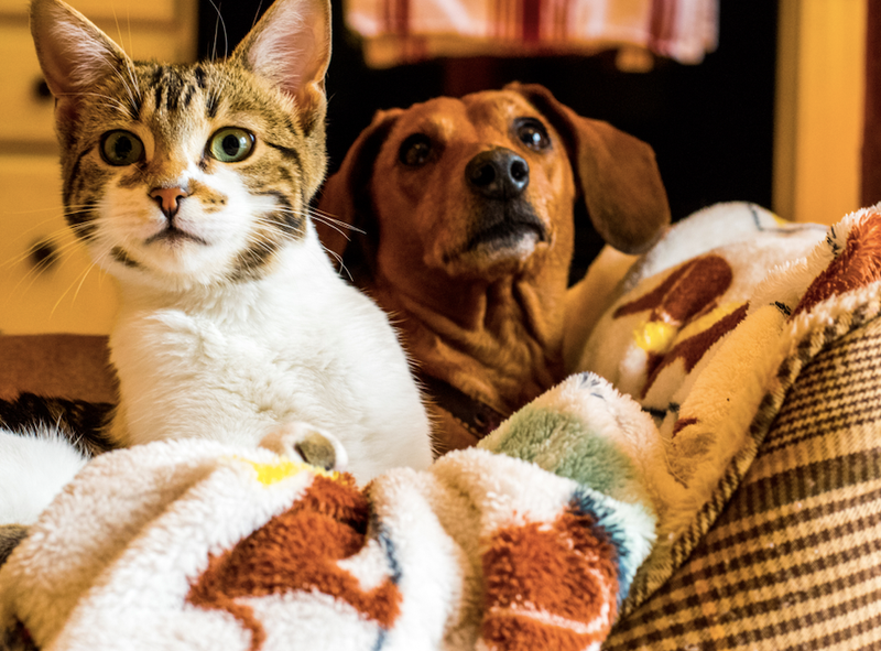 pets