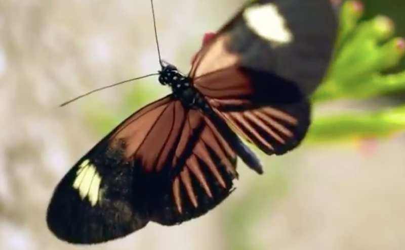 butterfly