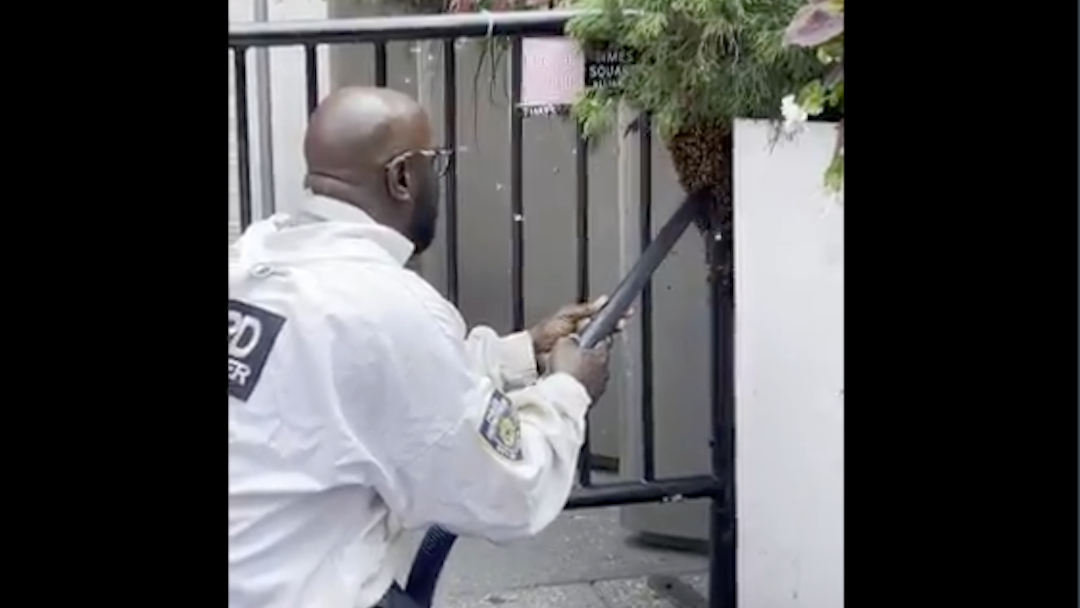 VIDEO: Swarm of 25,000 bees removed from Times Square