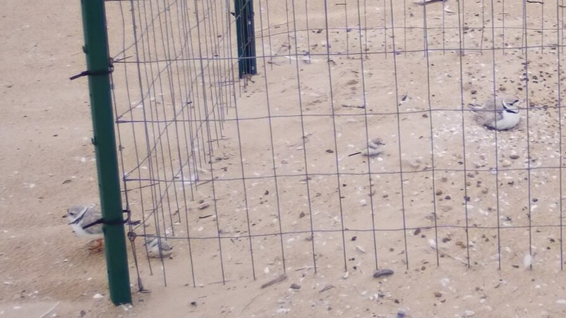 Piping plovers welcome 2 chicks at Montrose Beach