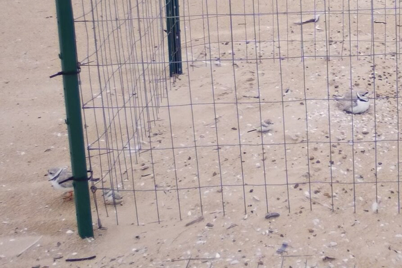 birds