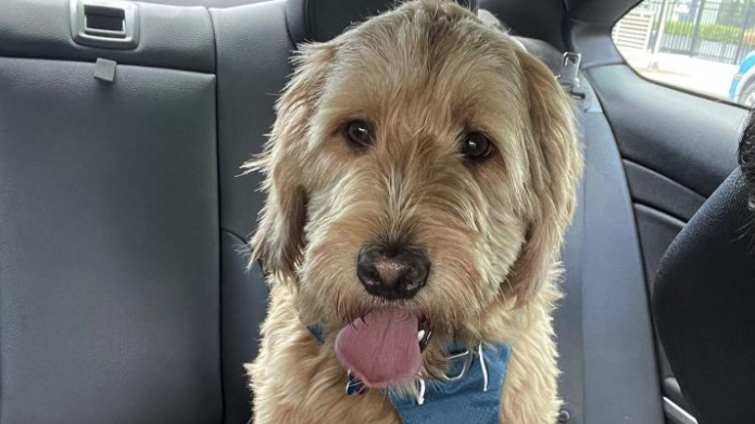 Police investigating mysterious disappearance, death of NJ dog