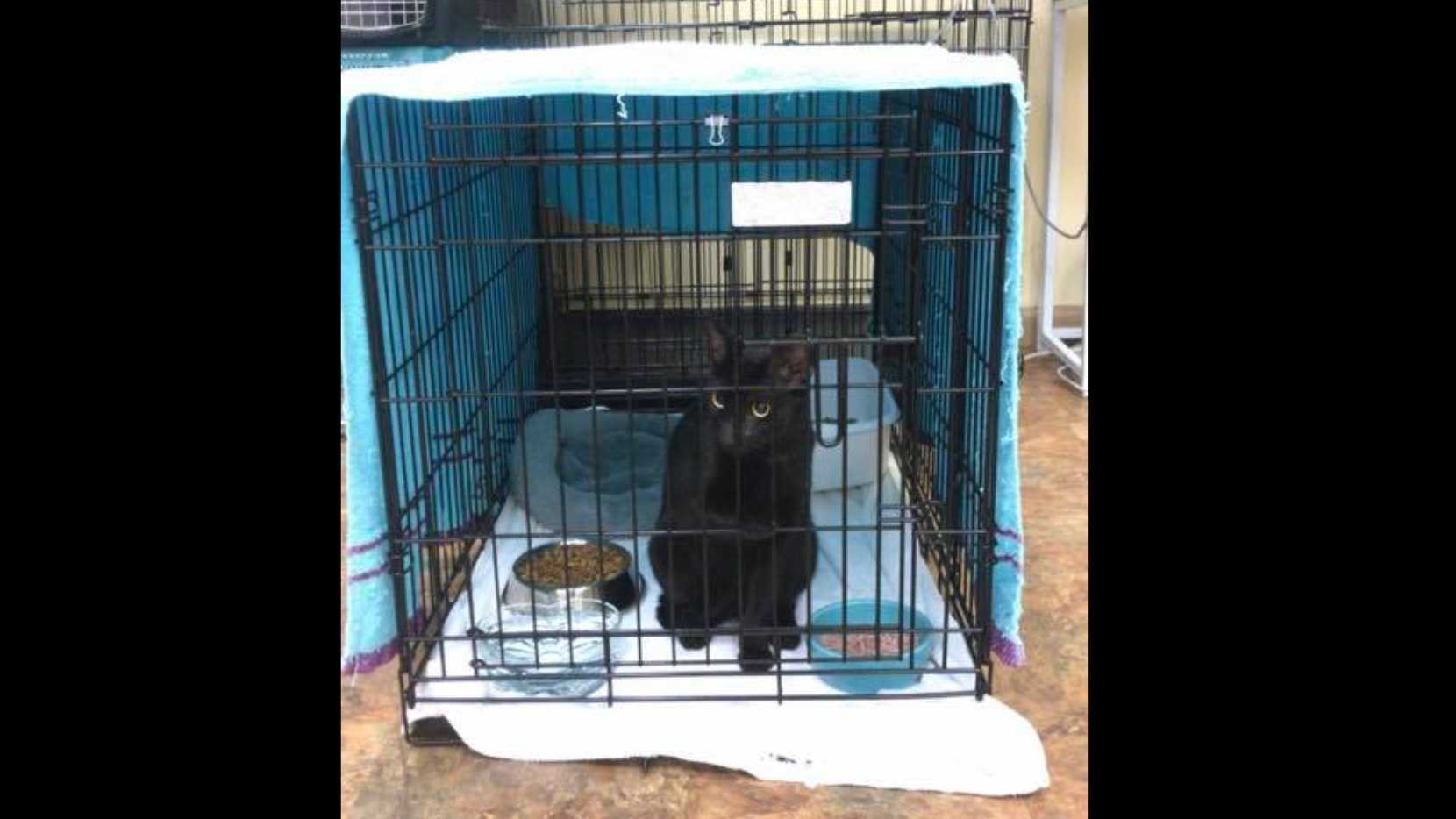 VIDEO & PHOTOS: Cat from collapsed Miami condo found alive, returned to family