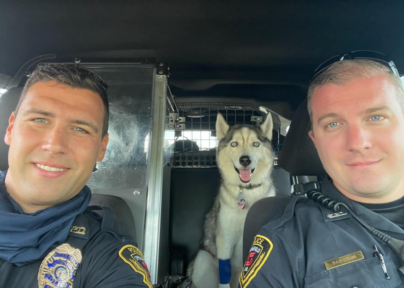 A dog in a car.