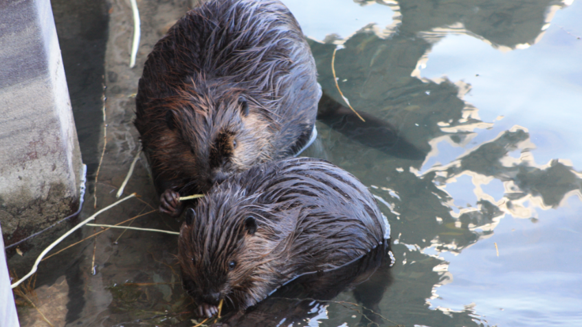 Beavers living on NU campus found dead