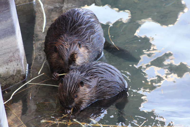 Beavers in water