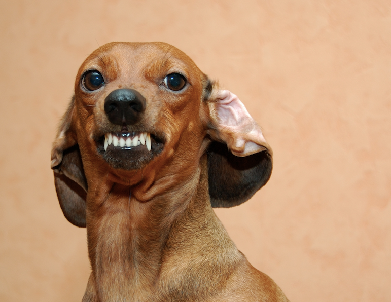 dog