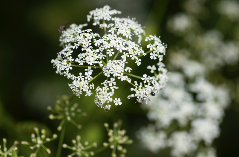 Hemlock