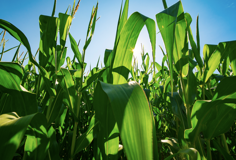 corn