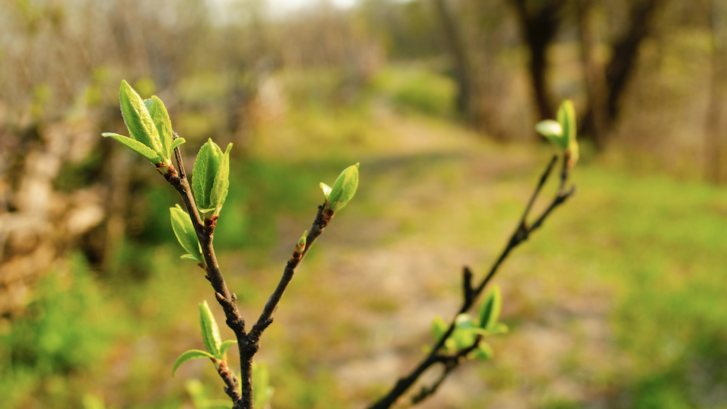 Morton Arboretum widens tree-planting initiative