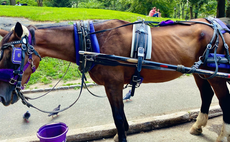 horse