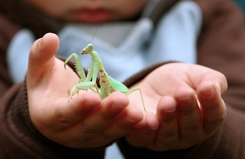 Preying Mantis