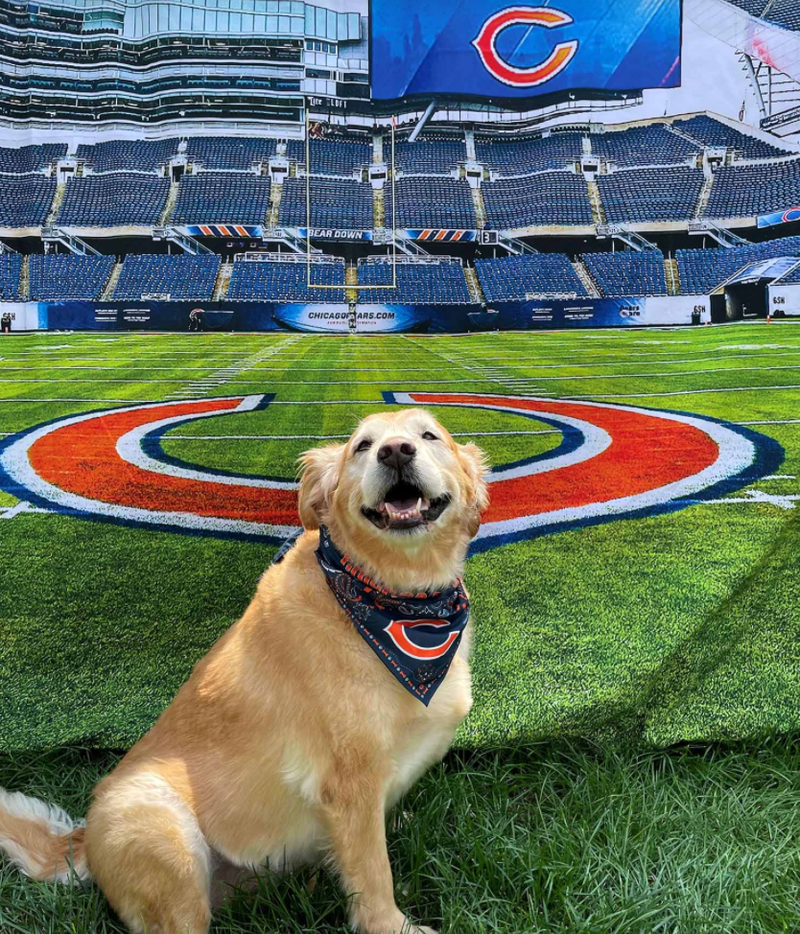 Bears Paws, in partnership with Paradise 4 Paws|Pooch Hotel, offers Bears fans an opportunity to connect their furry family members with their favorite team through unique gear, experiences, and information dedicated to pet parents.