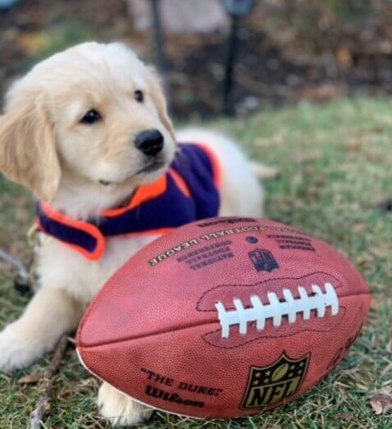 Bears Paws, in partnership with Paradise 4 Paws|Pooch Hotel, offers Bears fans an opportunity to connect their furry family members with their favorite team through unique gear, experiences, and information dedicated to pet parents.