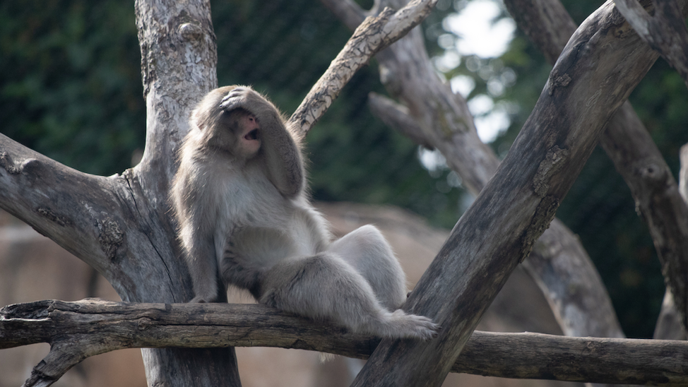 Lincoln Park Zoo, Shedd announce vaccine mandates for staff, volunteers