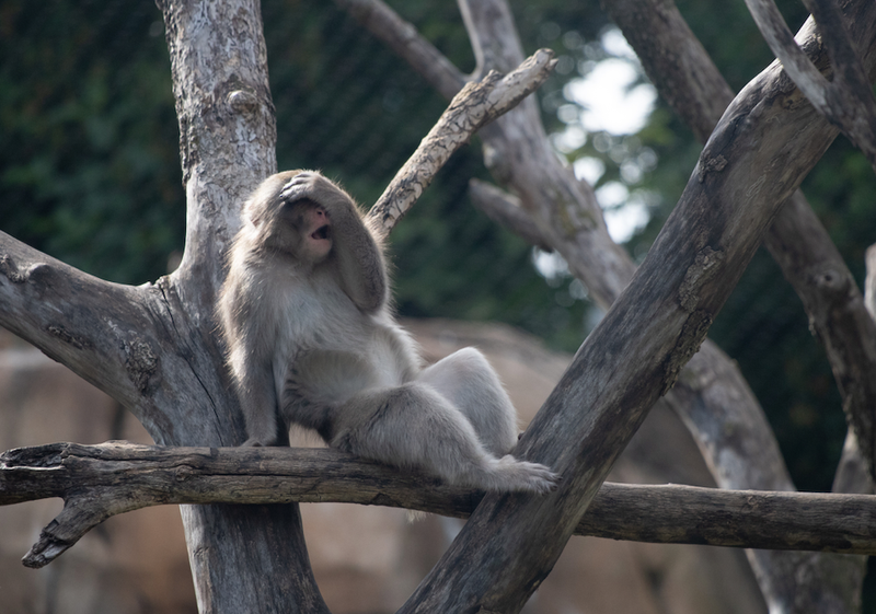 zoo