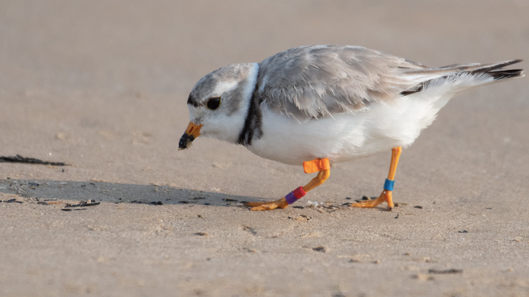 Rose comes in for a landing in Florida, wintering without Monty, her mate