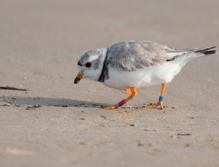 plover