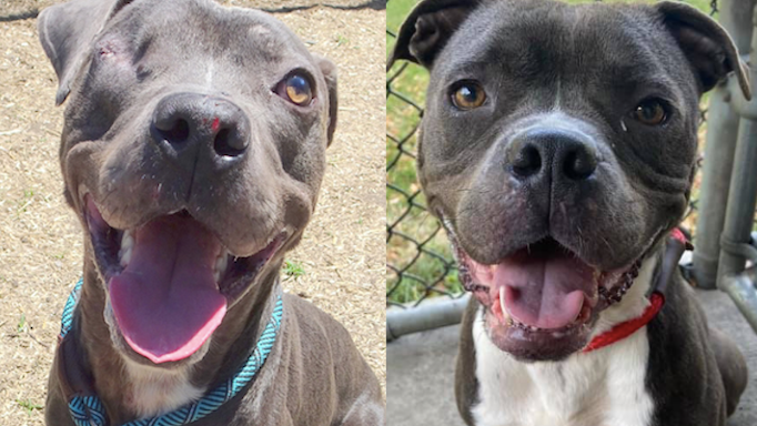 City's animal shelter is nearly full, asks Chicagoans to consider adopting