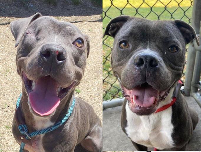 adoptable dogs in Chicago