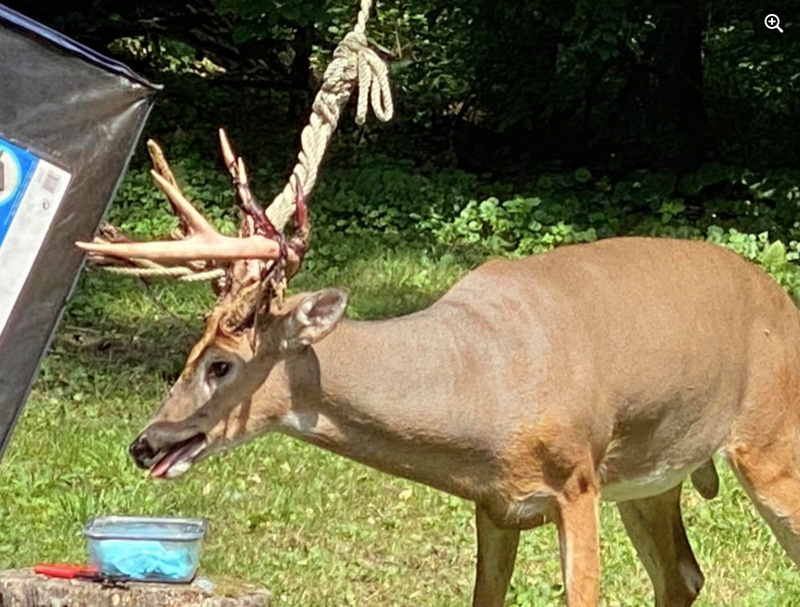 buck stranded by rope