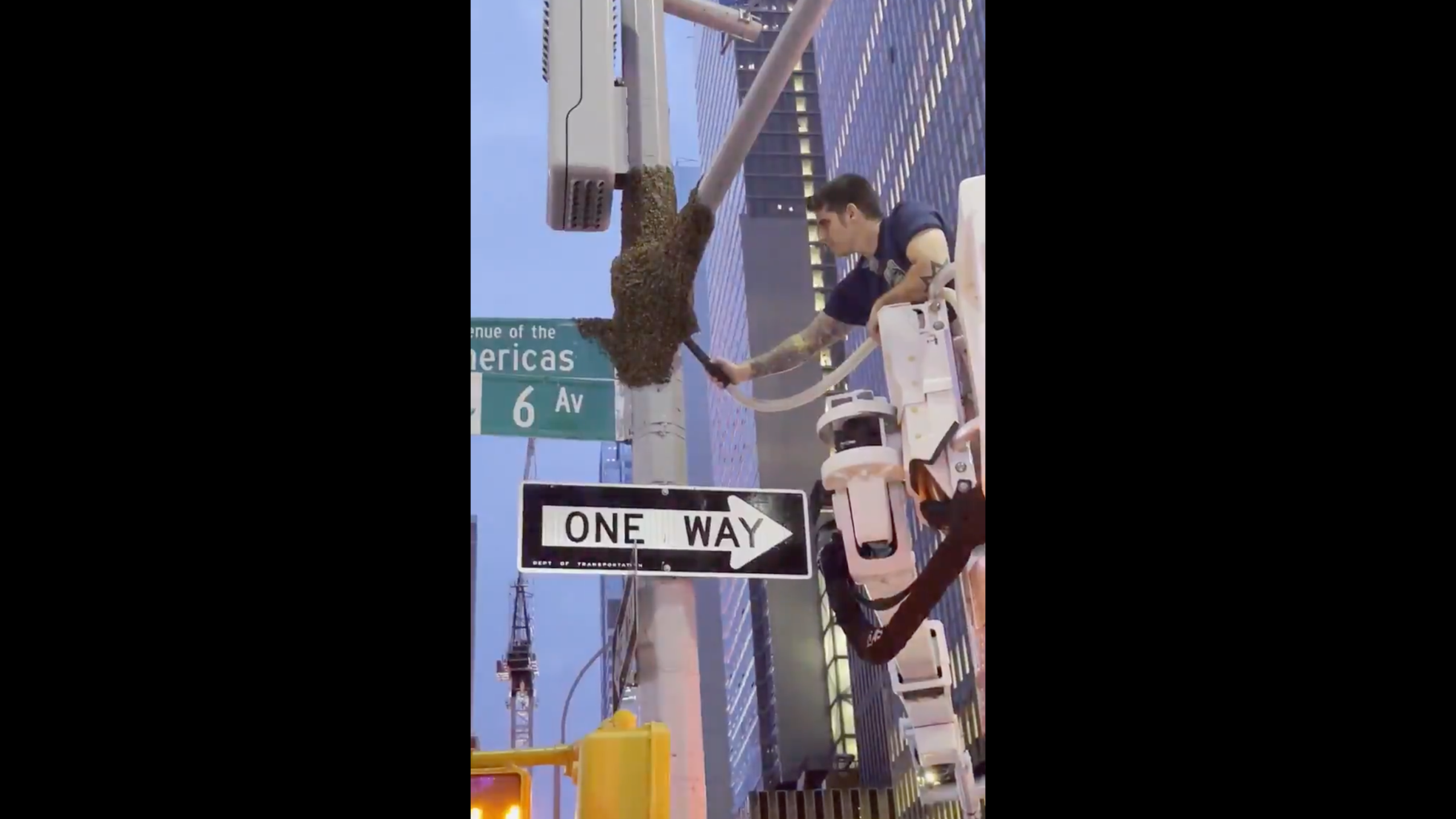 NYPD removes swarm of 10K bees from Midtown