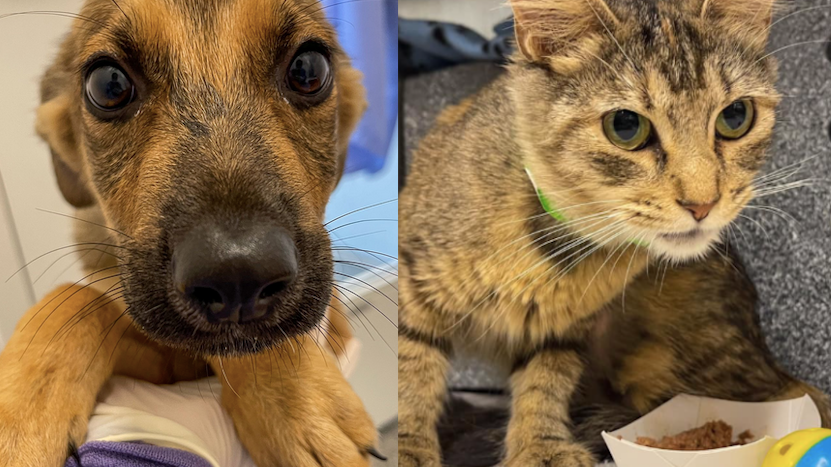 Dozens of animals arrive from post-hurricane Louisiana