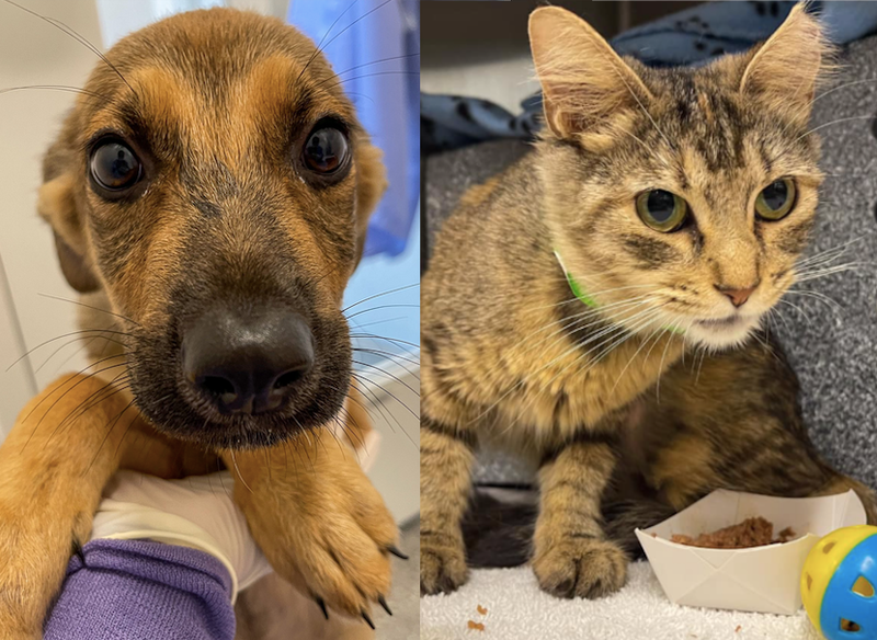shelter animals from Louisiana