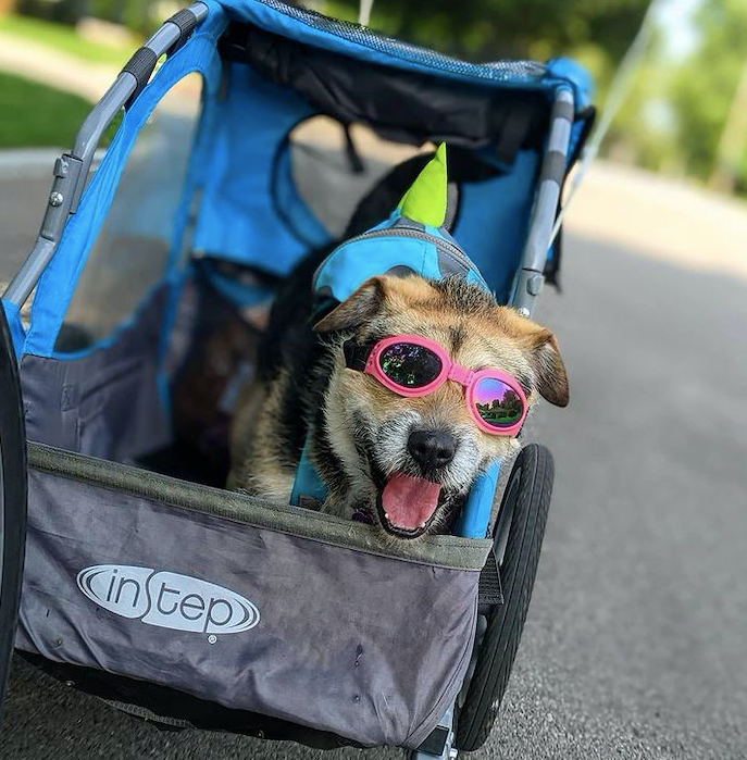 Heaven the rescue dog