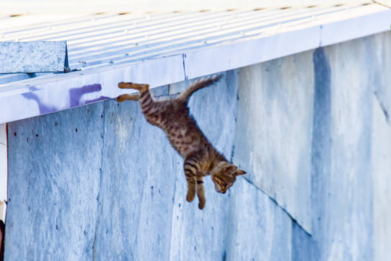 Cat Falling