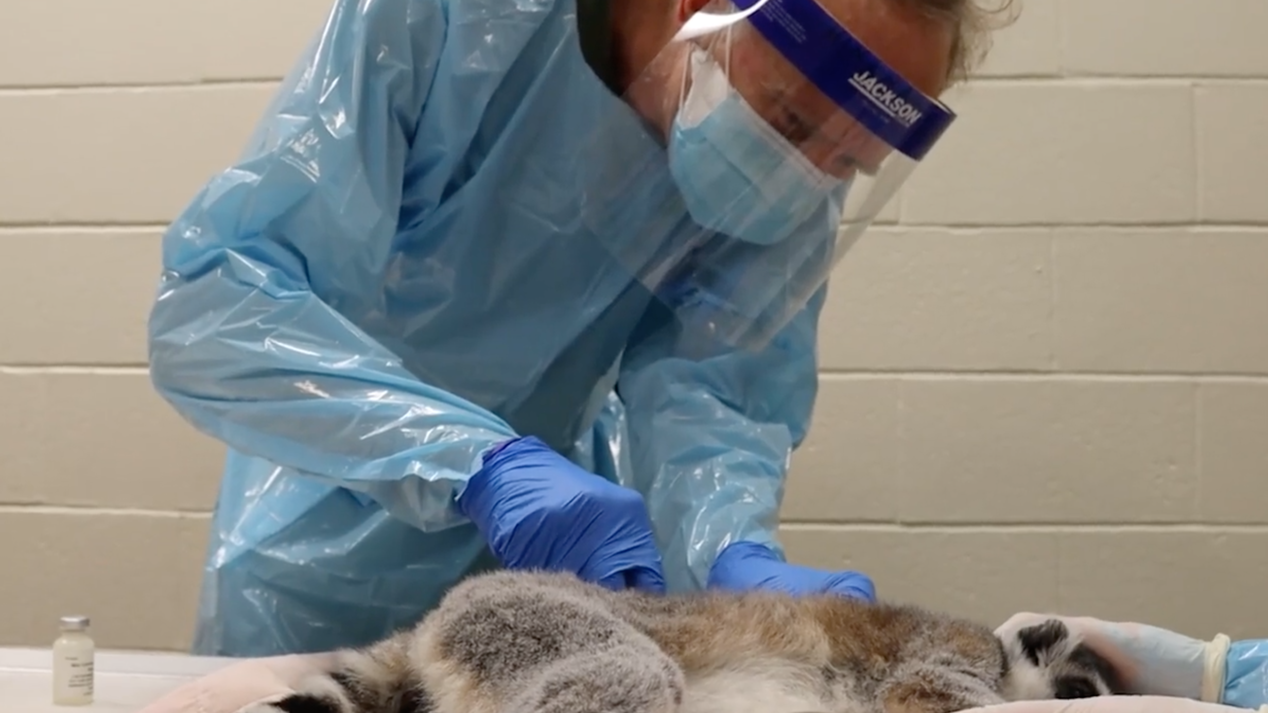 Philadelphia Zoo starts process of vaccinating dozens of animals against COVID-19