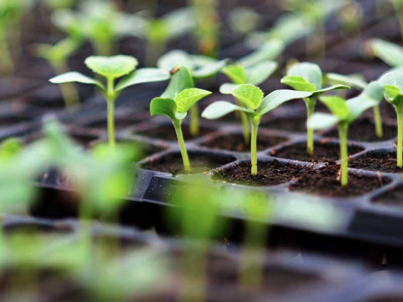 Sprouting plants in greenhouse