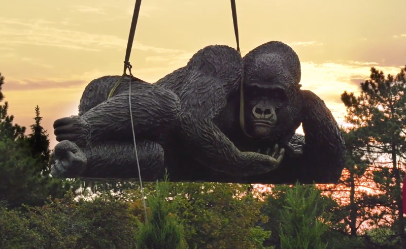 Gorilla statue being installed