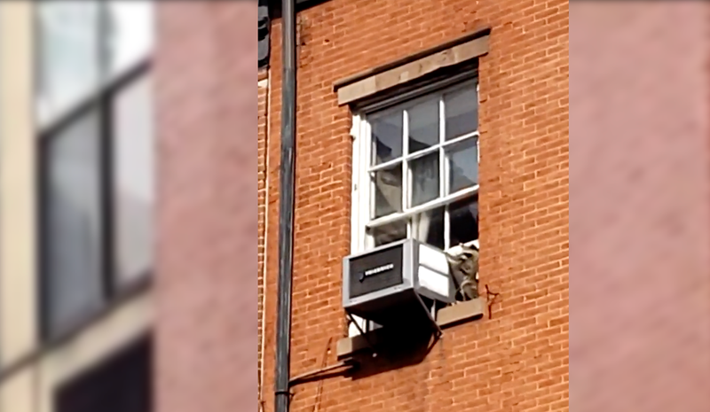 Raccoon