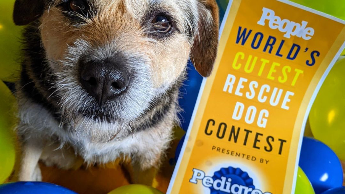 Chicago area pooch named People magazine’s World’s Cutest Rescue Dog