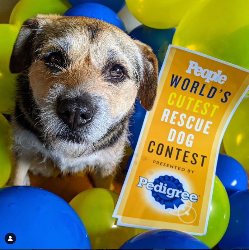 Chicago area pooch named People Magazine’s World’s Cutest Rescue Dog