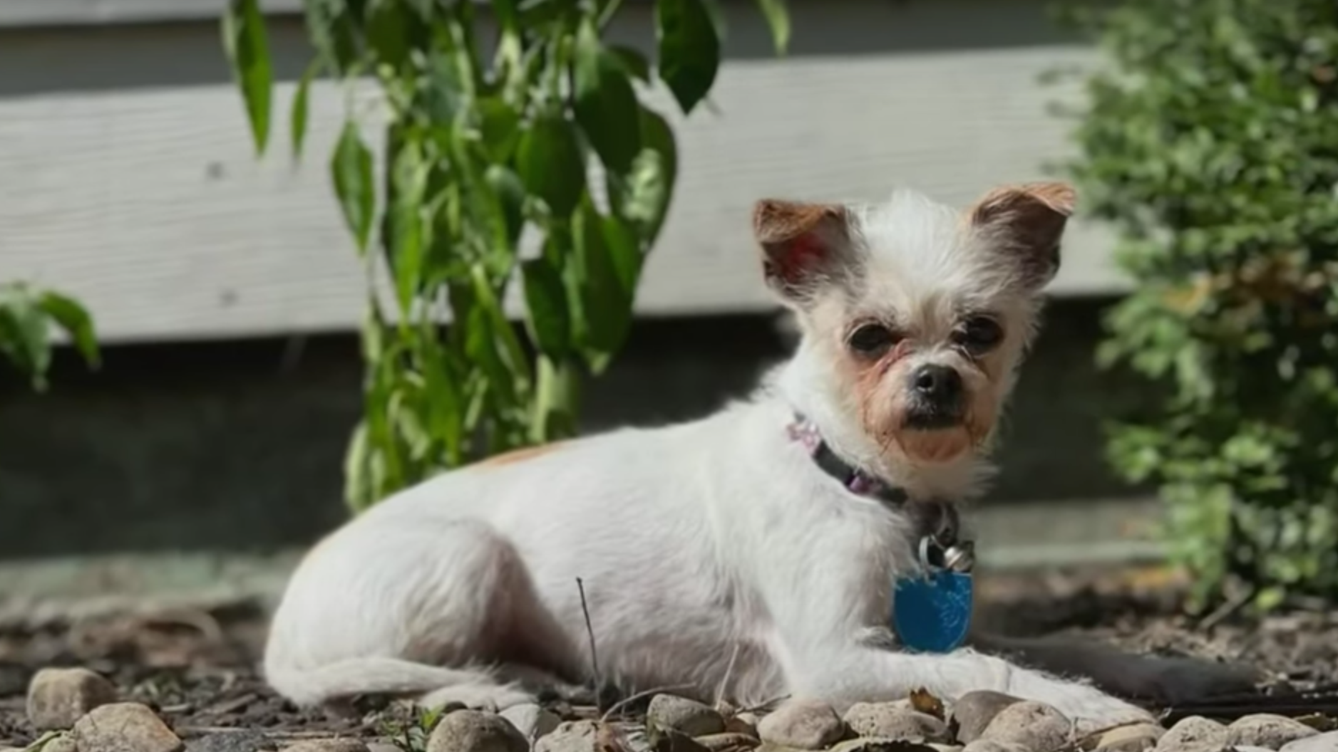 Person finds Bensenville woman's missing dog, but still has not returned it